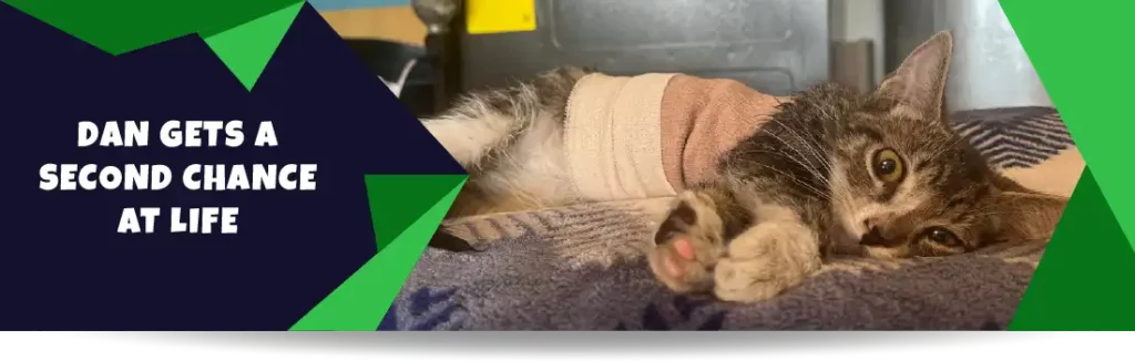 Feral Cat Warriors | Helping Local Kitten in Need of Long-Term Care and Rehabilitation